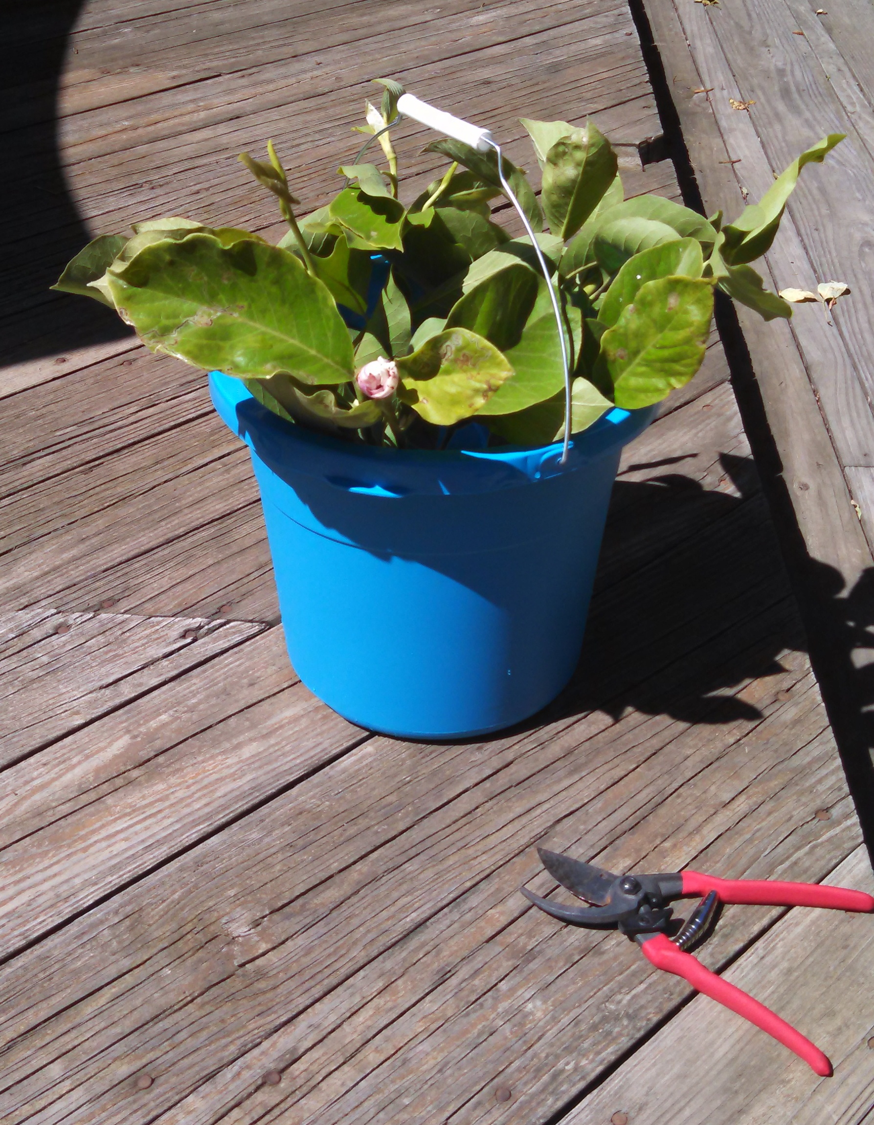 IMG_20140705_104321_161-crop