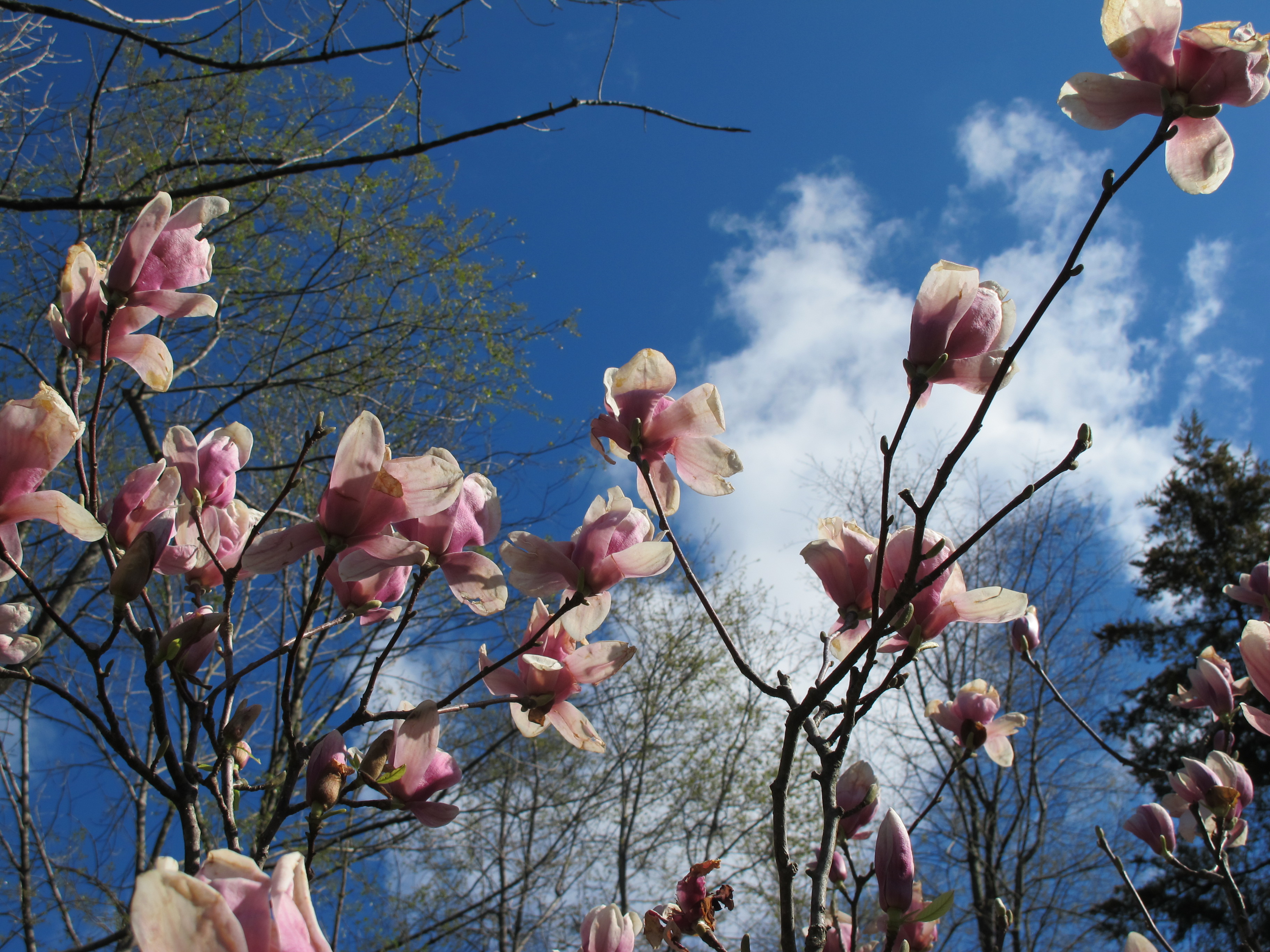 Moms-magnolia-lambertville2